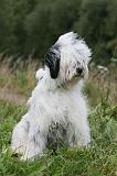 TERRIER DU TIBET 367